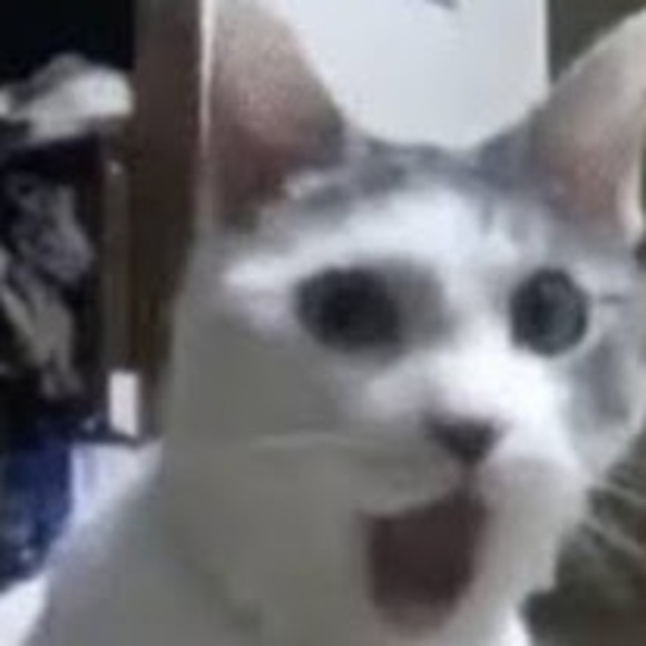 Meet your Posher, Kyleigh - Picture 1 of 1